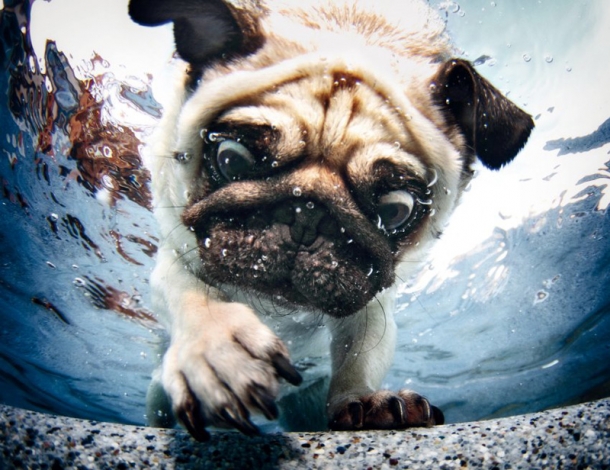 underwater-dogs