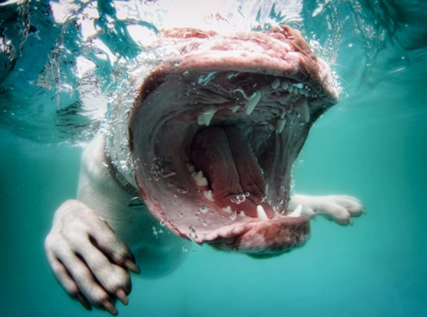 underwater-dogs