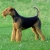 Hunderassen Airedale Terrier