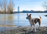Baden mit Hund in Wien