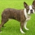 Hunderassen Boston Terrier