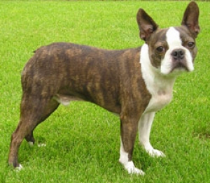 Hunderasse Boston Terrier