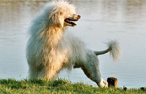Hunderasse Portugiesischer Wasserhund (Cão de Água Português)