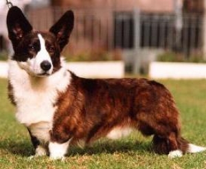 Hunderasse Welsh Corgi Cardigan