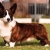 Hunderassen Welsh Corgi Cardigan