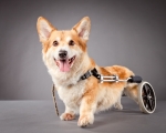 Hund mit Handicap