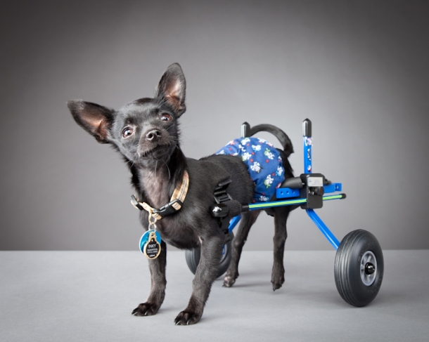 Chihuahua Inky