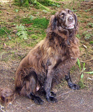 Hunderasse Deutscher Wachtelhund