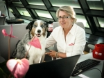 Hunde im Büro