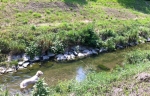 Die Hundezone Hermannsweg mit dem Liesingbach