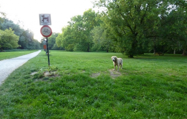 Hundezone-Prater