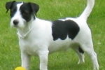 Hunderassen: Jack Russell Terrier