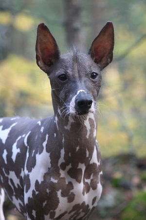 Hunderasse Peruanischer Nackthund (Perro Sin Pelo Del Peru)