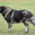 Hunderassen Sarplaninac (Jugoslawischer Hirtenhund)