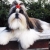 Hunderassen Shih Tzu