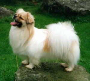 Hunderasse Tibet-Spaniel