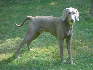Hunderasse Weimaraner