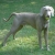 Hunderassen Weimaraner