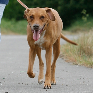 Älterer Hund beim Spaziergang