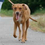 Älterer Hund beim Spaziergang