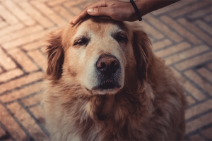 Älterer Hund