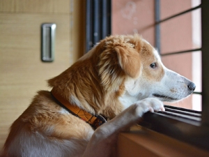 Ängstlicher Hund