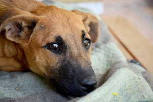 Ängstlicher Hund
