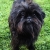 Hunderassen Affenpinscher