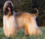 Hunderassen: Afghane