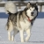 Hunderassen Alaskan Malamute