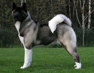 Hunderasse American Akita
