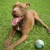 Hunderassen American Pit Bull Terrier (Pitbull)