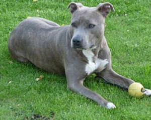 Hunderasse American Staffordshire Terrier