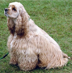 Hunderasse Amerikanischer Cocker Spaniel