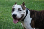 American Staffordshire Terrier