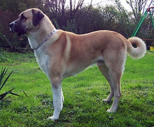 Hunderasse Anatolischer Hirtenhund (Kangal)
