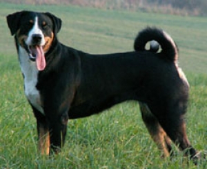Hunderasse Appenzeller Sennenhund