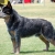 Hunderassen Australian Cattle Dog (Australischer Treibhund)