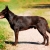 Hunderassen Australian Kelpie