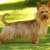 Hunderassen Australian Terrier