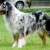 Hunderassen Australian Shepherd