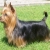 Hunderassen Australian Silky Terrier