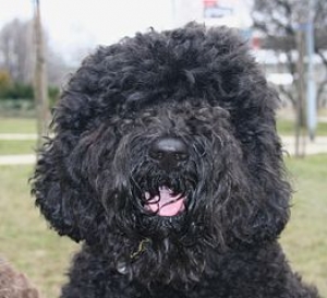 Hunderasse Barbet - Französischer Wasserhund