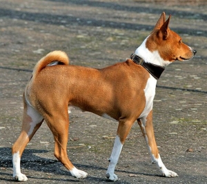 Hunderasse Basenji (Kongo-Terrier)