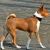 Hunderassen Basenji (Kongo-Terrier)