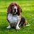 Hunderassen Basset Hound