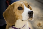Hunderassen: Beagle