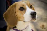 Hunderassen: Beagle