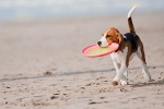 Beagle am Strand