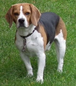 Hunderasse Beagle